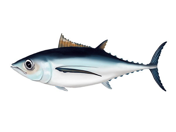 Albacore