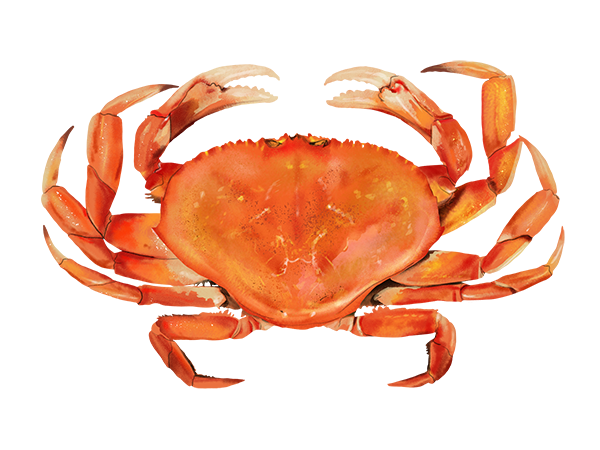 Dungeness Crab