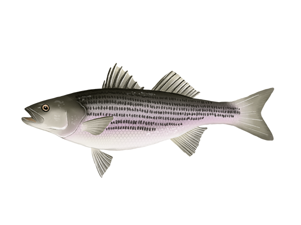 Striped Bass